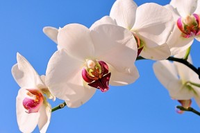 世界羽毛球巡回赛明星赛日程公布，羽毛球世界巡回赛比赛视频2019